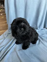 Kim, a female Cockapoo for sale in Canton, SD – Photo 6 of 8