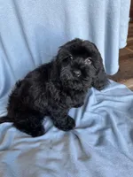 Kim, a female Cockapoo for sale in Canton, SD – Photo 5 of 8