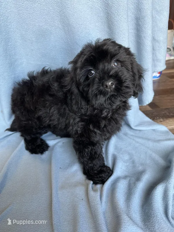 Kim, a female Cockapoo for sale in Canton, SD – Photo 1 of 8