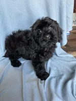 Kim, a female Cockapoo for sale in Canton, SD – Photo 1 of 8