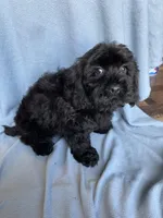 Kim, a female Cockapoo for sale in Canton, SD – Photo 8 of 8