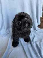 Kim, a female Cockapoo for sale in Canton, SD – Photo 4 of 8