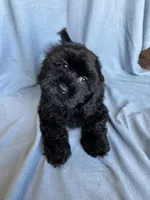 Kim, a female Cockapoo for sale in Canton, SD – Photo 7 of 8