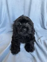 Kim, a female Cockapoo for sale in Canton, SD – Photo 2 of 8