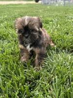 Sadie, a female Shorkie for sale in Canton, SD – 3 of 10
