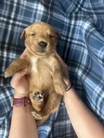 Vincent, a male Golden Retriever for sale in Canton, SD – 3 of 4
