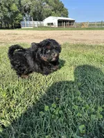 Colt, a male Shihpoo for sale in Canton, SD – 9 of 10