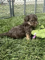 Rain, a female Shihpoo for sale in Canton, SD – 5 of 9
