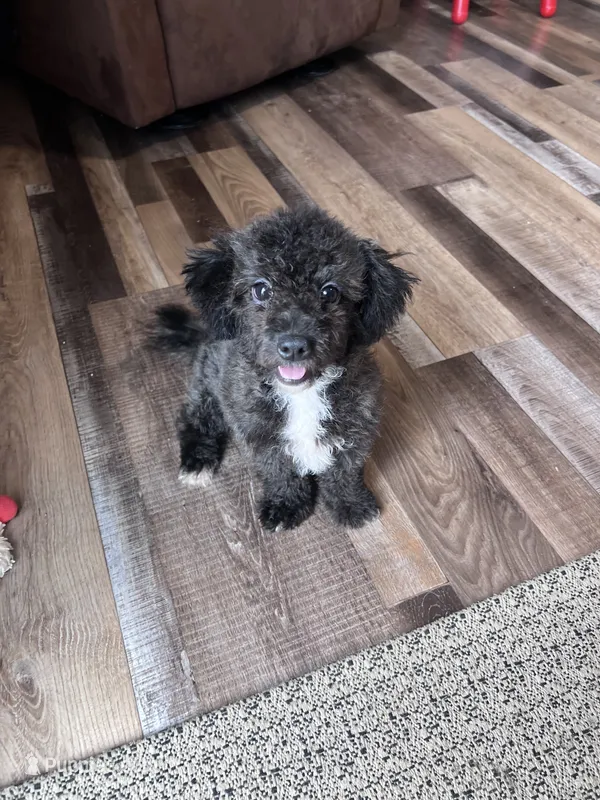 Bamby – Bichpoo puppy for sale in Canton, SD