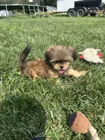 Winter, a female Shorkie for sale in Canton, SD – 4 of 7