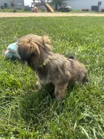 Wendy, a female Shorkie for sale in Canton, SD – 2 of 7