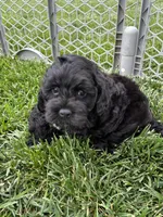 Quick , a male Cockapoo for sale in Canton, SD – 7 of 9