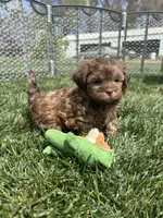 Reed, a male Shihpoo for sale in Canton, SD – 8 of 8