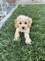 Demi, a female Cockapoo for sale in Canton, SD – 6 of 8