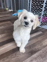 Pitter, a male Shichon for sale in Canton, SD – Photo 5 of 8
