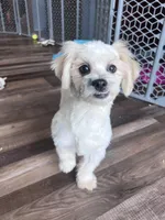 Pitter, a male Shichon for sale in Canton, SD – Photo 3 of 8