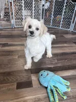 Pitter, a male Shichon for sale in Canton, SD – Photo 7 of 8