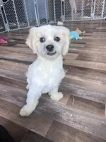 Pitter, a male Shichon for sale in Canton, SD – Photo 4 of 8
