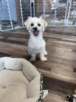 Pitter, a male Shichon for sale in Canton, SD – Photo 8 of 8