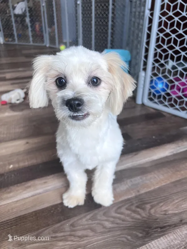 Pitter – Shichon puppy for sale in Canton, SD