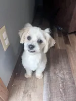 Pitter, a male Shichon for sale in Canton, SD – Photo 2 of 8