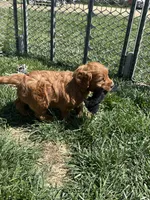 Prince , a male Miniature Goldendoodle for sale in Canton, SD – 8 of 10