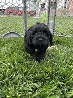 Quick , a male Cockapoo for sale in Canton, SD – 2 of 9