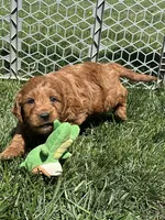 Prince , a male Miniature Goldendoodle for sale in Canton, SD – 7 of 10