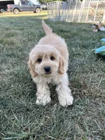 Dani, a female Cockapoo for sale in Canton, SD – 2 of 9
