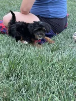 Teddy, a female Yorkipoo for sale in Canton, SD – 3 of 7