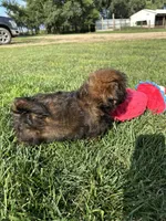 Crew, a male Shihpoo for sale in Canton, SD – 2 of 10