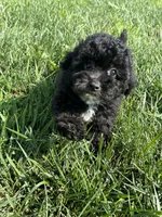 Birdie, a female Bichpoo for sale in Canton, SD – 2 of 9