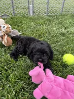 Quick , a male Cockapoo for sale in Canton, SD – 5 of 9