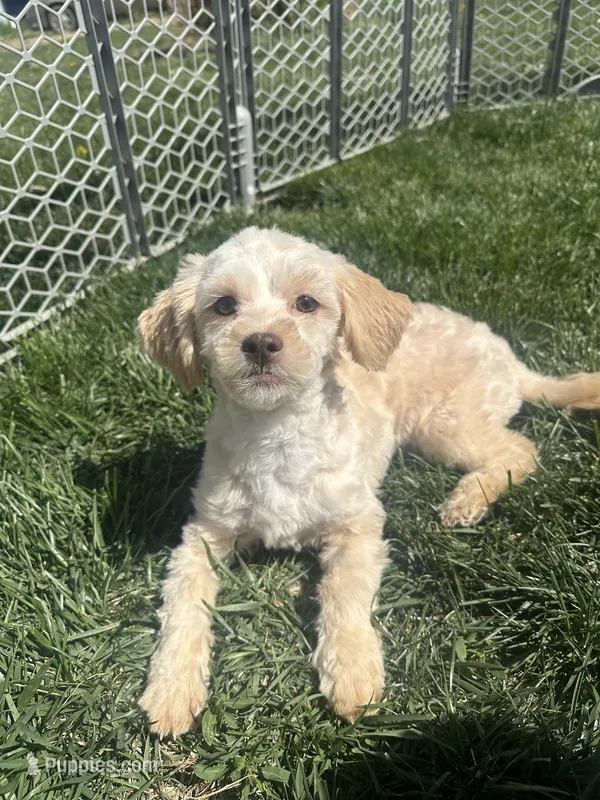 Gillian – Shihpoo puppy for sale in Canton, SD