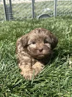 Roberto, a male Shihpoo for sale in Canton, SD – 3 of 8