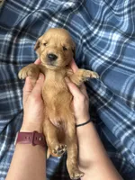 Victor, a male Golden Retriever for sale in Canton, SD – 3 of 4