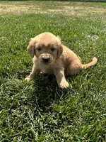 Victor, a male Golden Retriever for sale in Canton, SD – 9 of 10