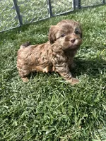 Reed, a male Shihpoo for sale in Canton, SD – 3 of 8