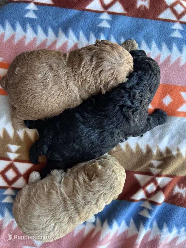 Katniss – Cockapoo puppy for sale in Canton, SD