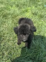 Bamby, a female Bichpoo for sale in Canton, SD – 7 of 8