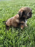 Sadie, a female Shorkie for sale in Canton, SD – 7 of 10