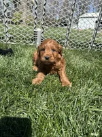 Prince , a male Miniature Goldendoodle for sale in Canton, SD – 10 of 10