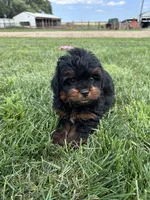 Cesar, a male Shihpoo for sale in Canton, SD – 9 of 10