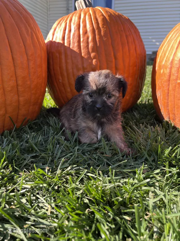 Greta – Shorkie puppy for sale in Canton, SD