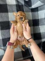 Peter, a male Miniature Goldendoodle for sale in Canton, SD – 4 of 4