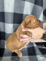 Peter, a male Miniature Goldendoodle for sale in Canton, SD – 2 of 4