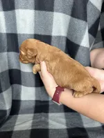 Peter, a male Miniature Goldendoodle for sale in Canton, SD – 3 of 4