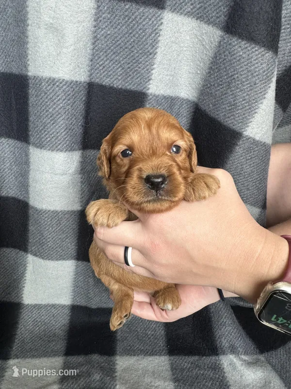 Peter – Miniature Goldendoodle puppy for sale in Canton, SD
