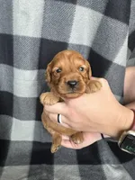 Peter, a male Miniature Goldendoodle for sale in Canton, SD – 1 of 4
