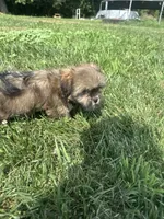 Wendy, a female Shorkie for sale in Canton, SD – 5 of 7
